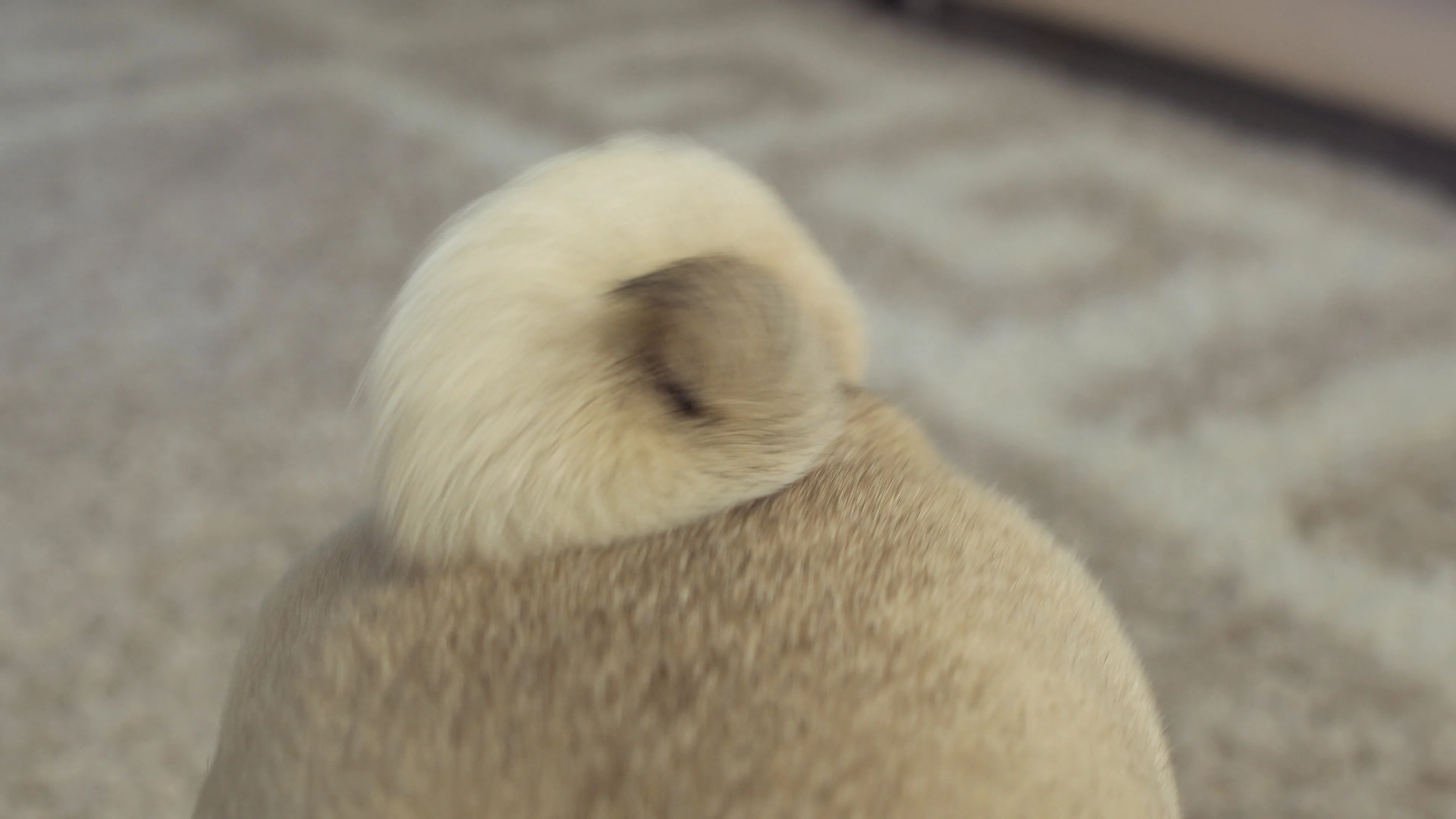 A best sale pugs tail