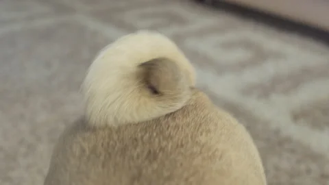 Pug wagging tail curl. Close up Stock Footage