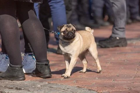 Pug for a walk 写真素材