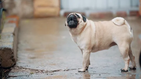 Pug Walking Around Yard Vídeos de archivo 343874890