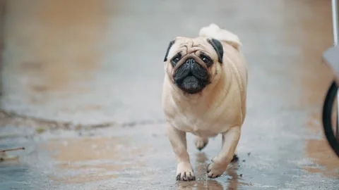Pug Walking Around Yard Видео 343874901