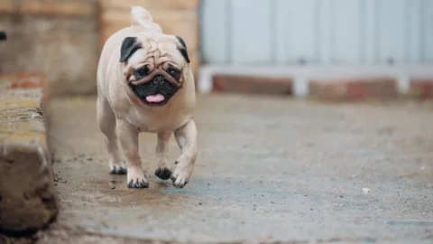 Pug Walking Around Yard Vidéo 343875630