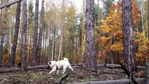 Pug walking in the forest Stock Footage 180038519