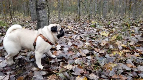 Pug walking in the forest Stock Footage 180038651