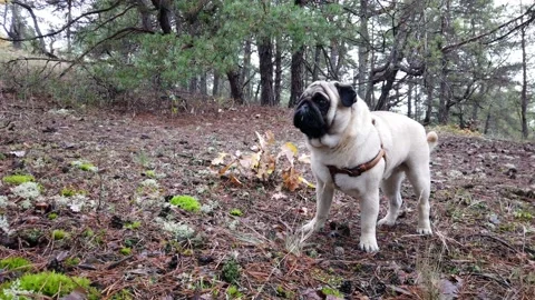 Pug walking in the forest Stock Footage 180038804