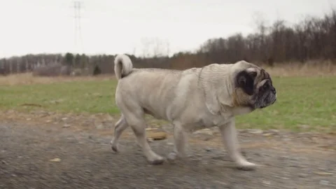 Pug walking with owner Stock Footage 74335949