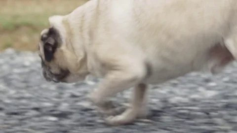 Pug walking in park Vídeos de archivo 74336942