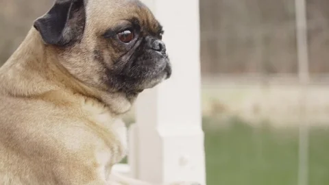 Pug watching whats going on around the park Stock Footage 74336752
