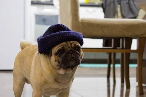 Pug Wearing Hat Stock Photos