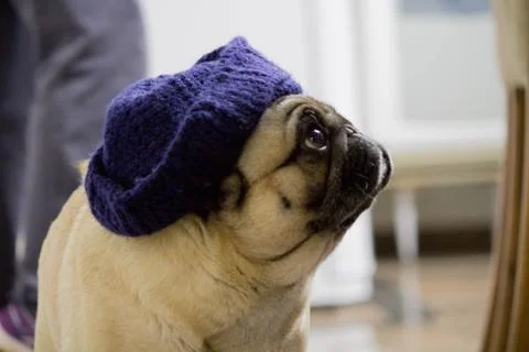 Pug Wearing Hat Stock Photos