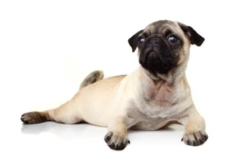 Pug on white background Stock Photos