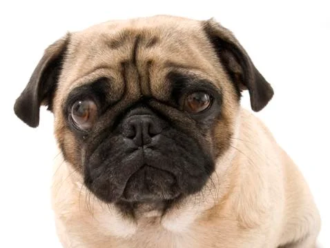 Pug on White Background Stock Photos
