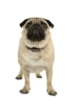 Pug on white background Stock Photos