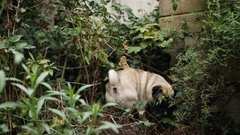 Pug in the wild Stockbeeldmateriaal 159549133