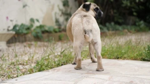 Pug In the wild Stockbeeldmateriaal 159549149