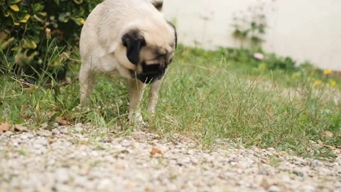 Pug in the wild Stock Footage 159549177