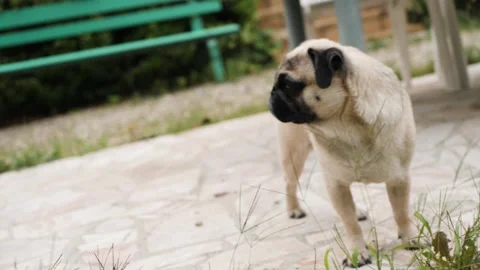 Pug in the wild Stockbeeldmateriaal 159549214