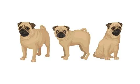 Pug with Wrinkly, Short-muzzled Face and Curled Tail Vector Set Stock Illustration