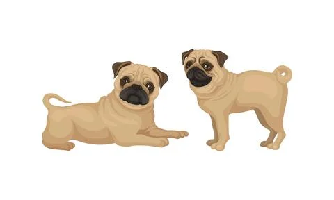 Pug with Wrinkly, Short-muzzled Face and Curled Tail Vector Set Stock Illustration