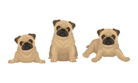 Pug with Wrinkly, Short-muzzled Face and Curled Tail Vector Set Stock Illustration