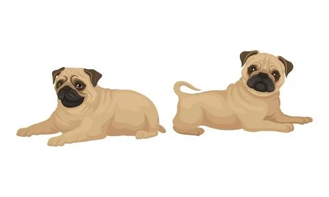 Pug with Wrinkly, Short-muzzled Face and Curled Tail Vector Set Stock Illustration
