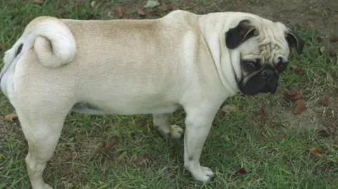 Pug in a yard Stock Footage 59821453