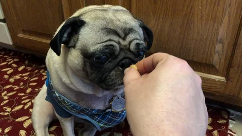 Pug Yawning While Being Hand Fed Stock Footage 104985157