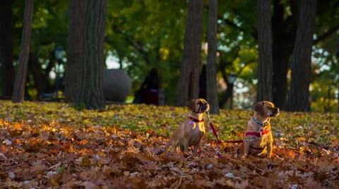 Puggles sitting in the leaves Stock Footage 56753463