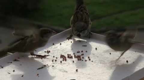 Pugnacious sparrow Stock Footage 12165922