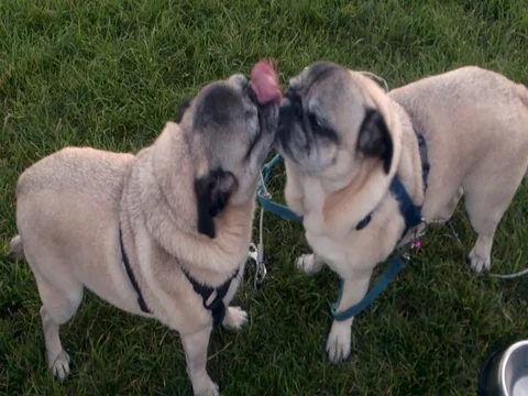 Pugs having a make-out session Stock Footage 76545787