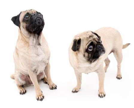 Pugs Stock Photos