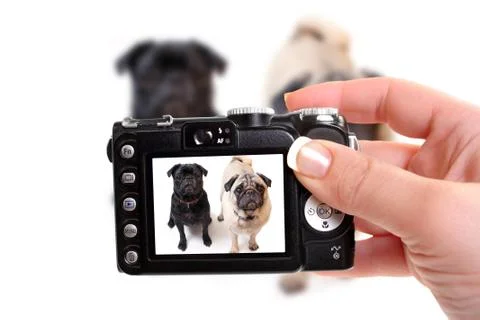Pugs Stock Photos