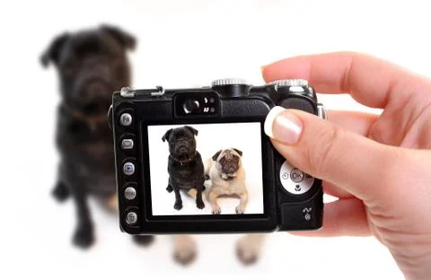 Pugs Stock Photos