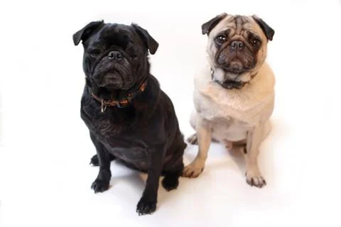 Pugs Stock Photos