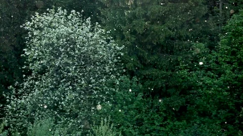 Puh-1 Stock-Footage 5529641