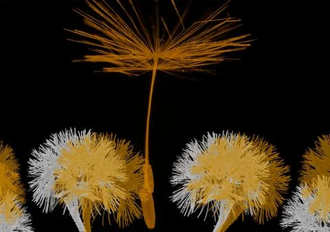 Puh fluffy dandelion on a black background, abstract vector illustration Stock-Illustration