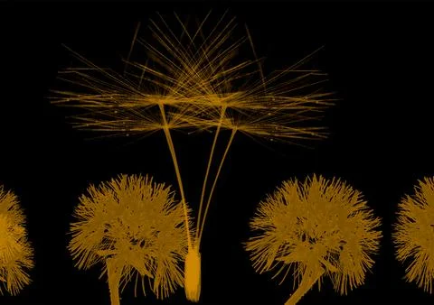 Puhi Dandelion on a black background. Vector illustration. EPS 10 Stock Illustration