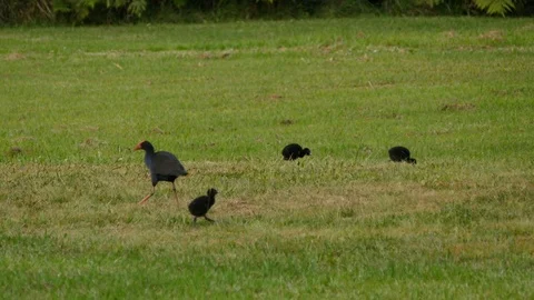 Pukeko Bird Family New Zealand Stock Footage