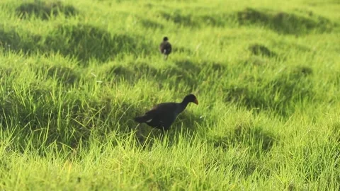 Pukeko bird in green grass, wild new zealand swamp or water bird on natural Stock Footage 171860102