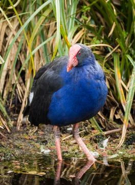 The Pukeko Bird Foto stock