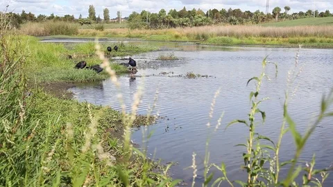 Pukeko birds Vidéo 105214377