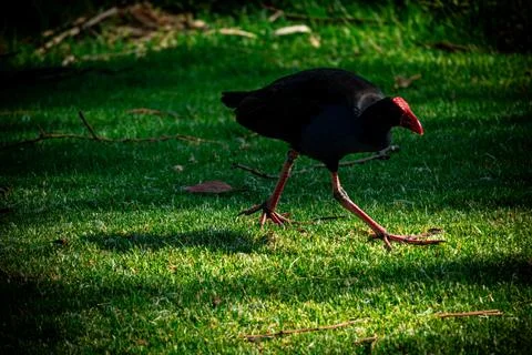 Pukeko in Motion Stock Photos