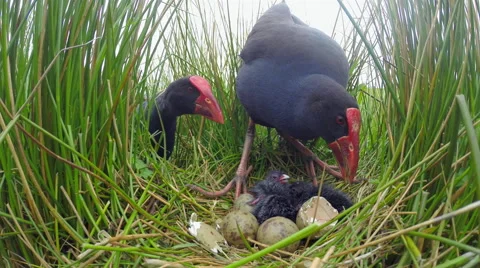 Pukeko parents looking at chick in nest. Stock Footage 49834703