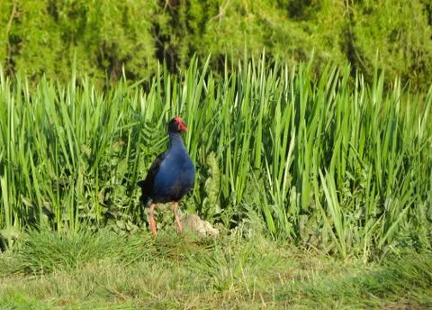 Pukeko Stock Photos