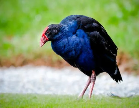 Pukeko Stock Photos