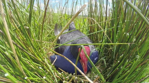 Pukeko turning eggs in nest. Stock Footage 49846204