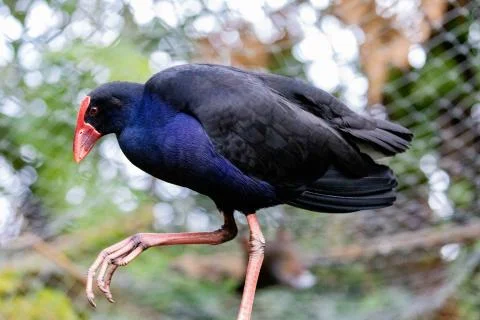 A Pukeko Walking By Stock Photos
