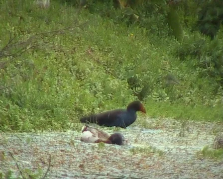 Pukeko washing Stock Footage 134747
