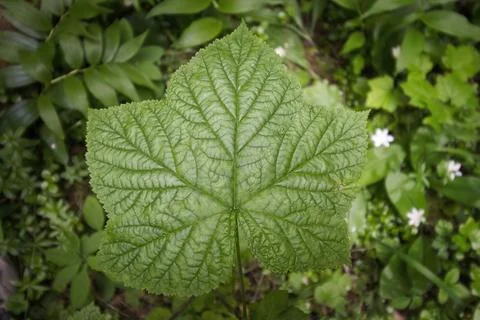 Pulaski Trail Thimbleberry Leaf Closeup Stock Photos
