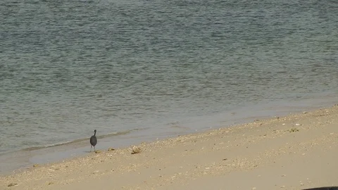 Pulau Rusukan Stock Footage 107769623